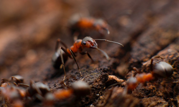 Top 10 Common Pests in Orlando and Effective Control Strategies